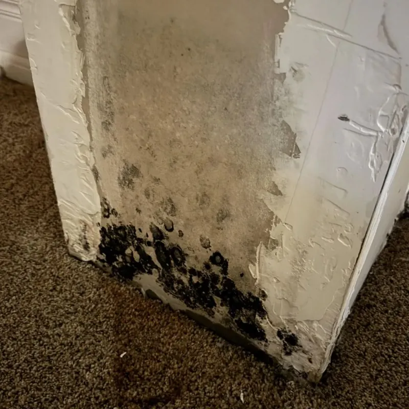 Professional Mold Removal in Breckenridge, CO
